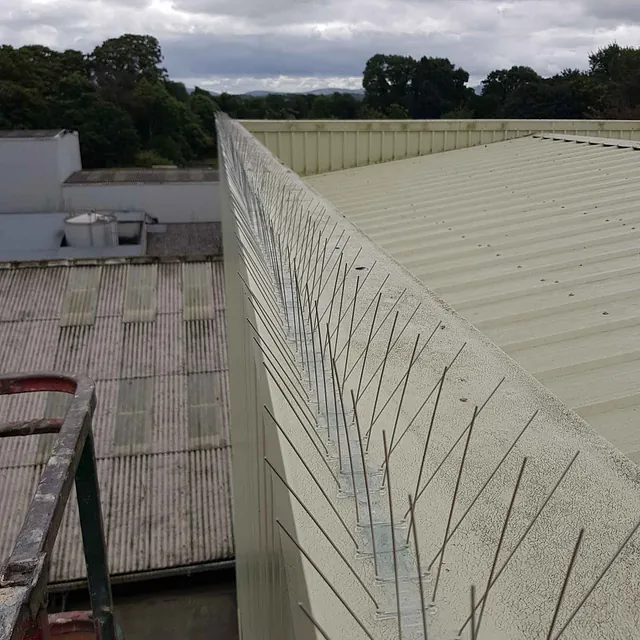 bird spikes installed on a roof